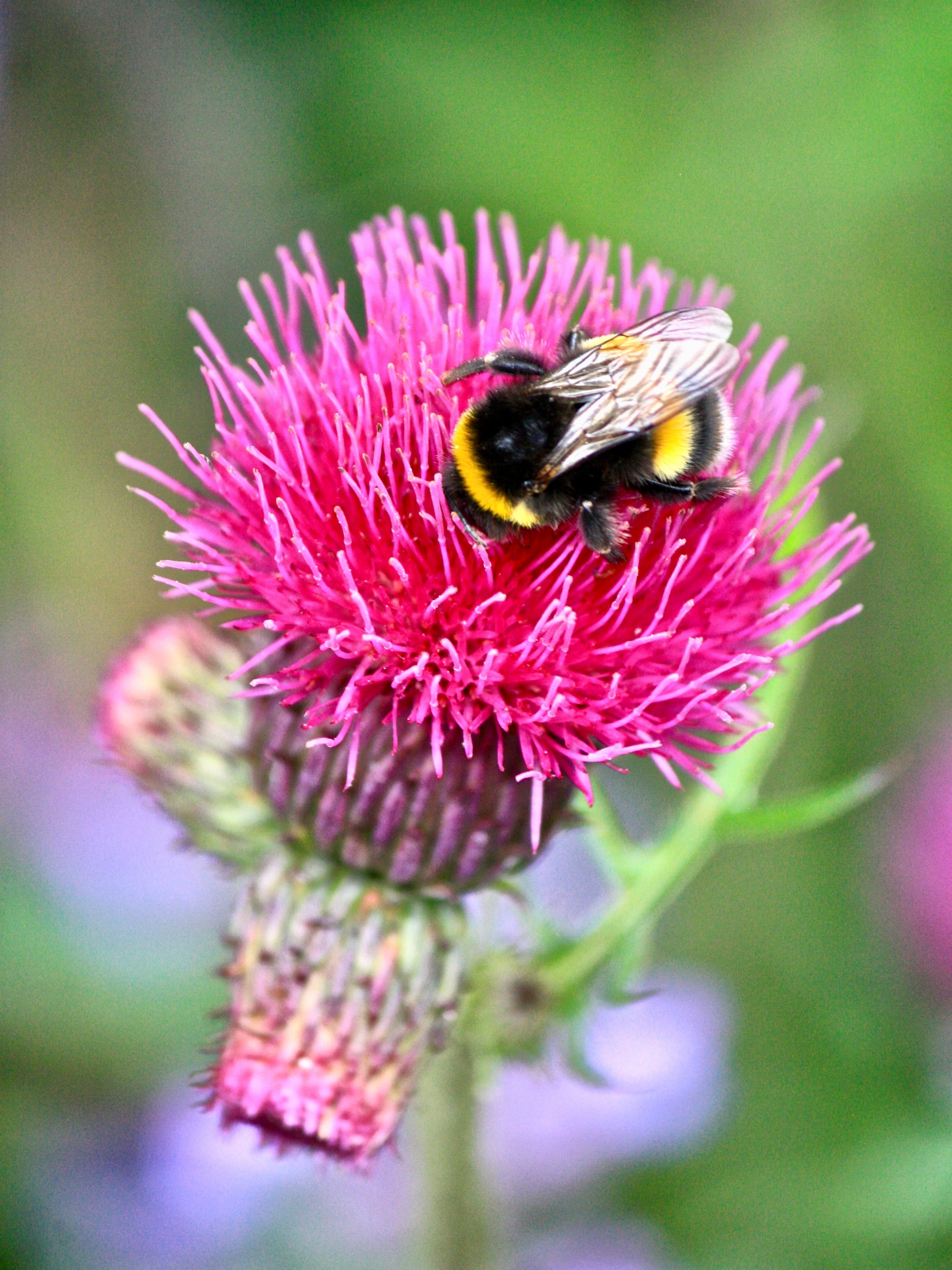 Some honeybees in Italy regularly steal pollen off the backs of bumblebees