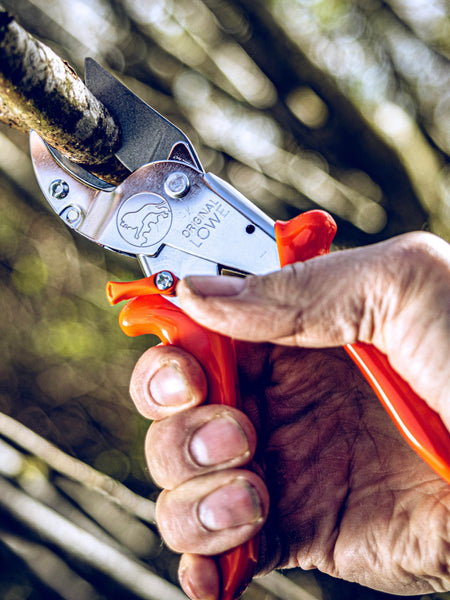 Simple Winter Pruning