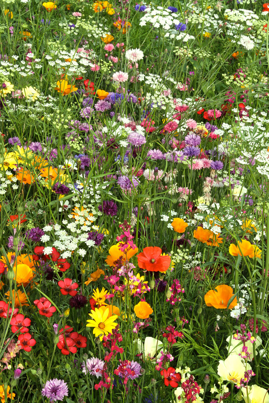 How To Grow An Annual Flower Meadow – Dan Cooper Garden