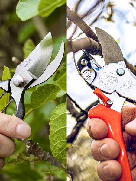 Image showing the difference between bypass and anvil secateurs for pruning