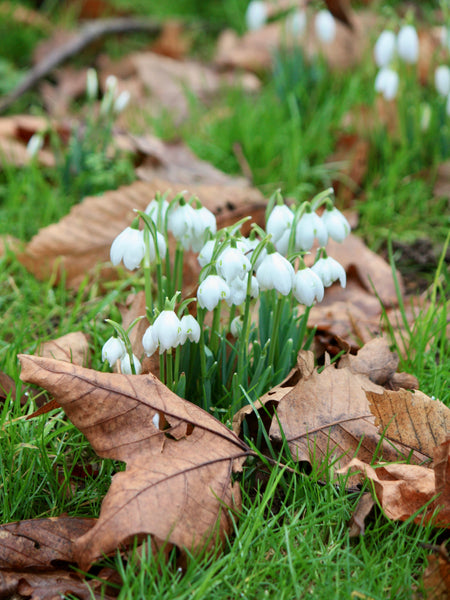 Snowdrop & Spring Plant Fair, Kingston Bagpuize House