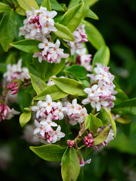 Ten Shrubs To Banish The Winter Blues