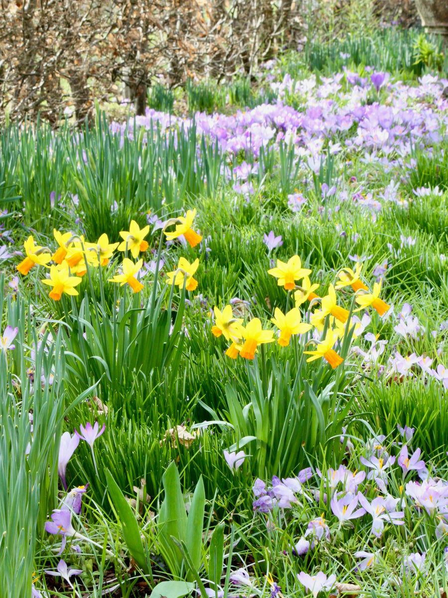 Your Garden In March