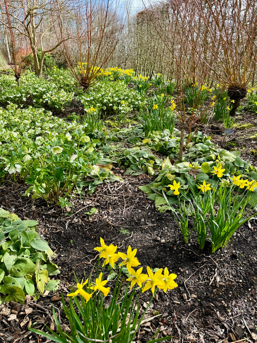 Rare Plant Fair, The Bishop's Palace, Wells