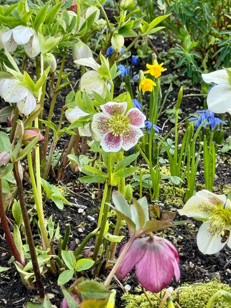 Your Garden In February