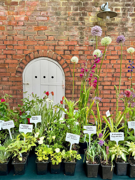 How to Get the Most from Visiting a Plant Fair