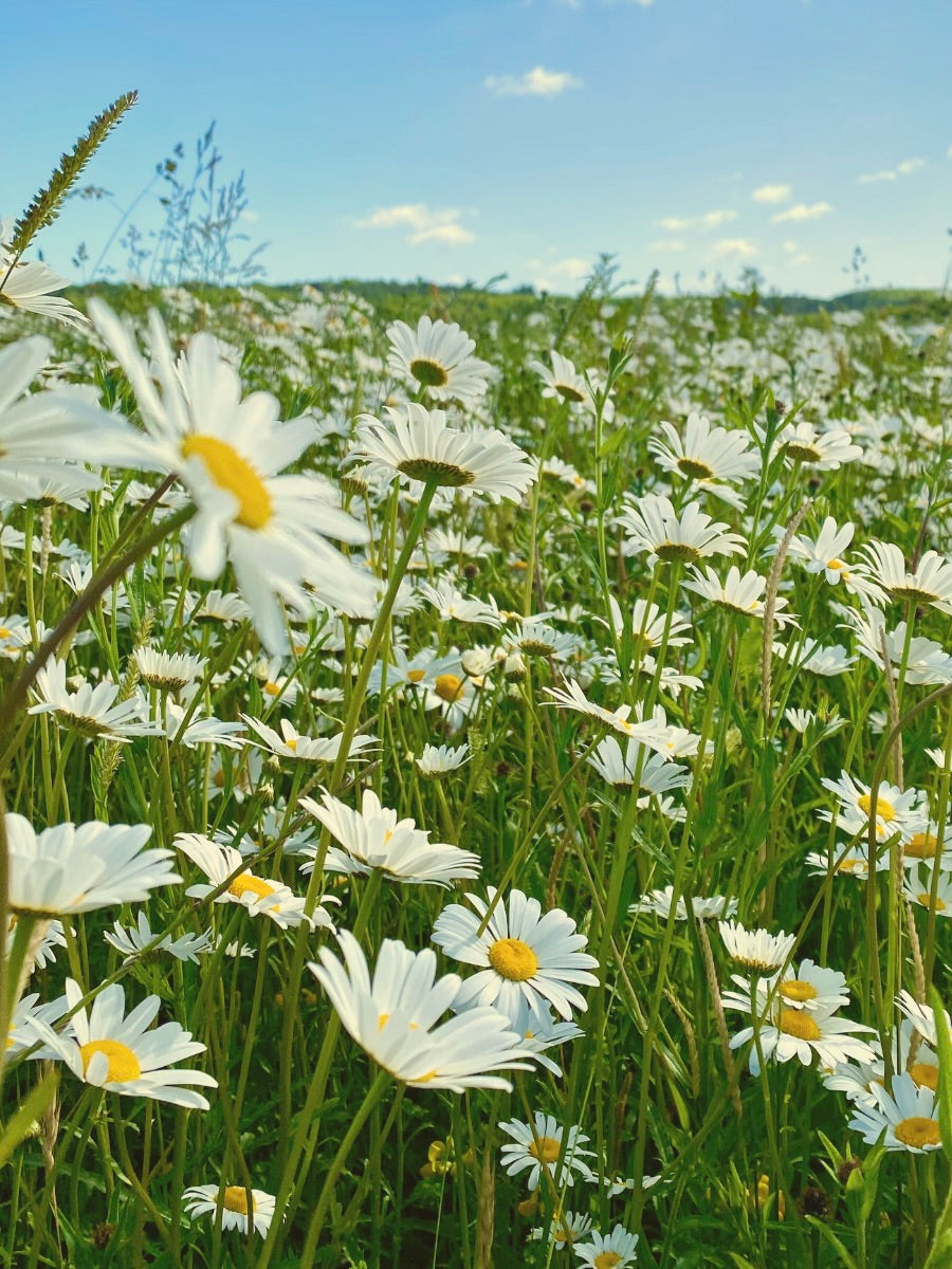 Kent Wildflower Seeds - Oxeye Daisy (Leucanthemum vulgare)