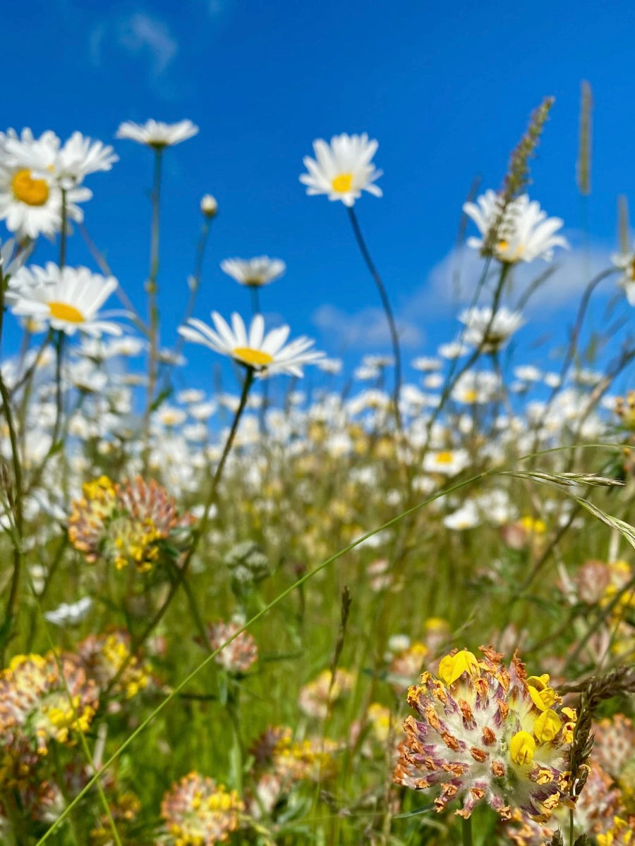 Kent Wildflower Seeds - Oxeye Daisy (Leucanthemum vulgare)