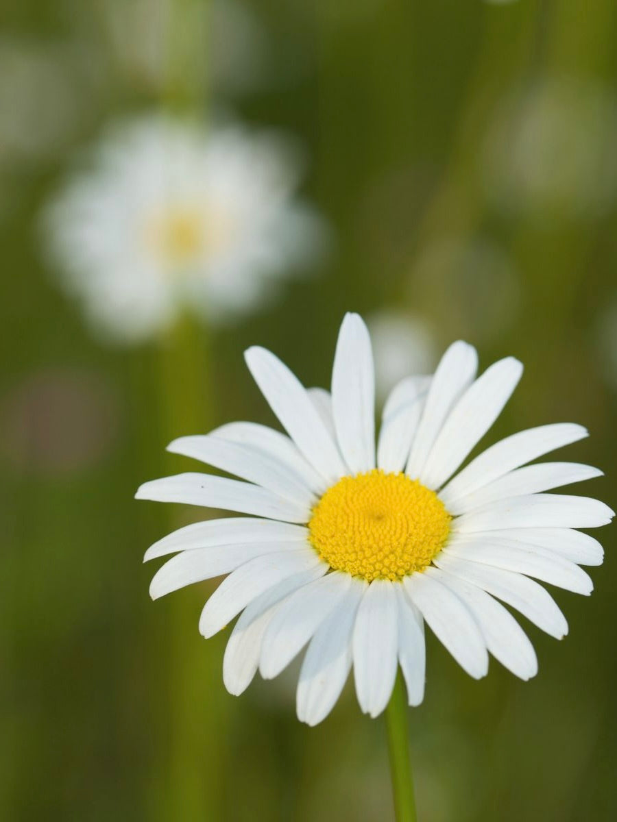 Kent Wildflower Seeds - Oxeye Daisy (Leucanthemum vulgare)