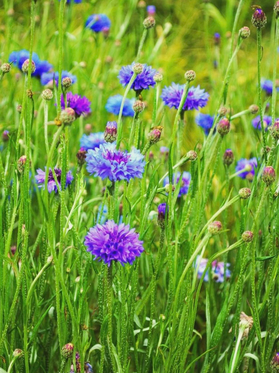 Kent Wildflower Seeds - Cornflower (Centaurea cyanus)