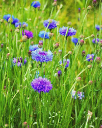 Kent Wildflower Seeds - Cornflower (Centaurea cyanus)