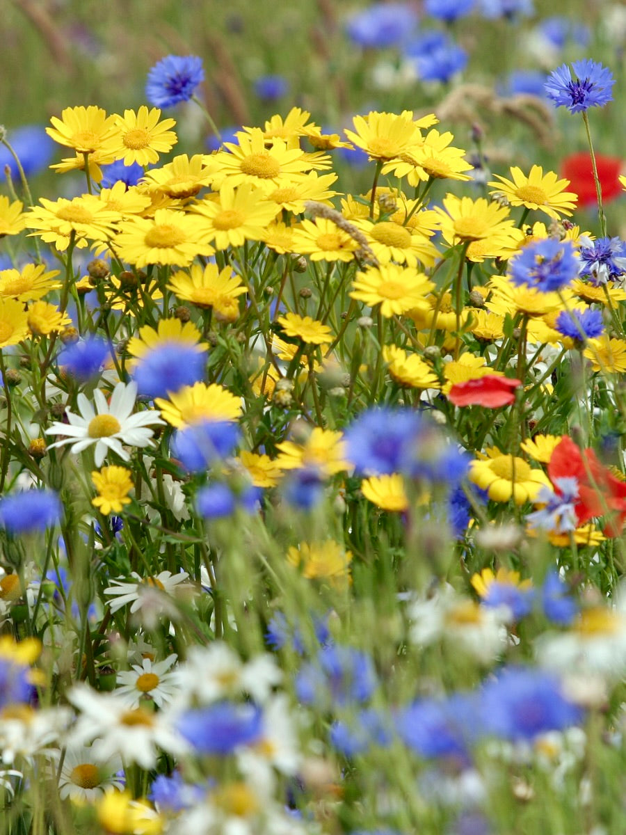 Kent Wildflower Seeds - Bright Cornfield Annuals Mix