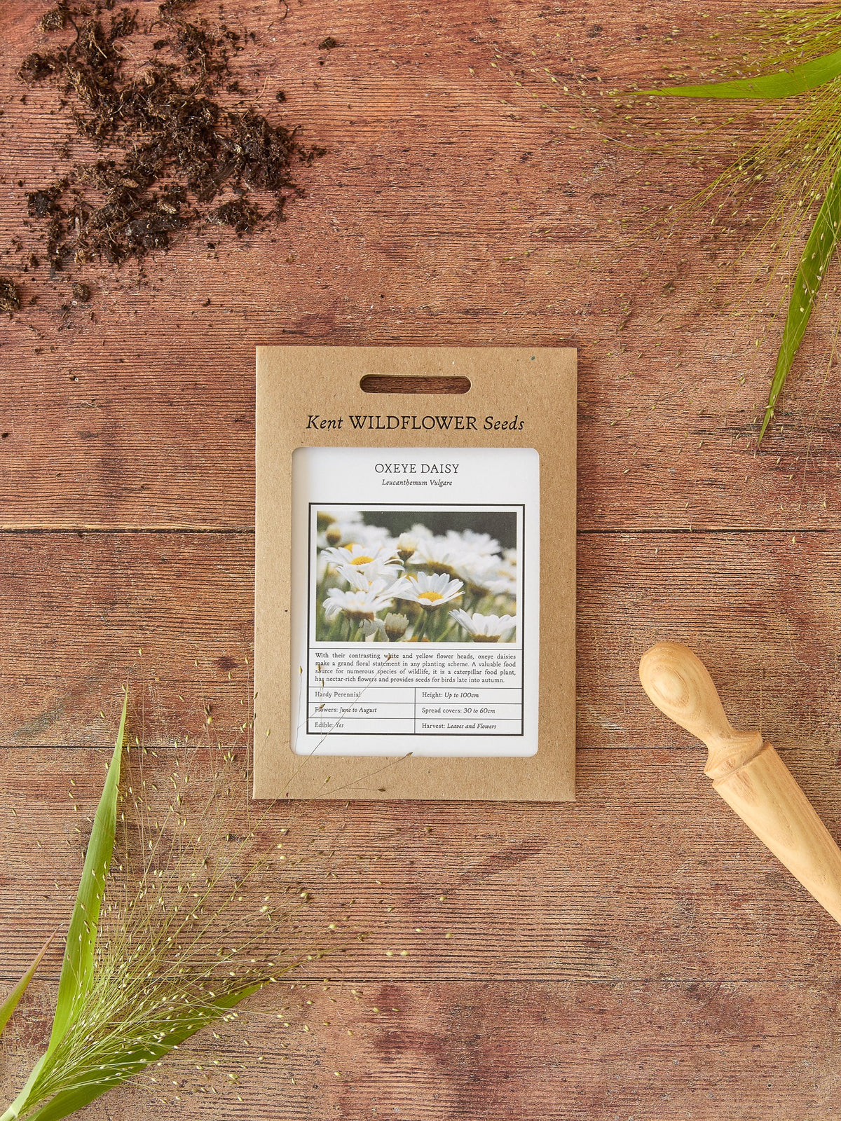 Kent Wildflower Seeds - Oxeye Daisy (Leucanthemum vulgare)