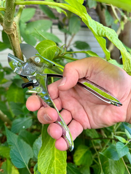 anvil secateurs cutting a stem