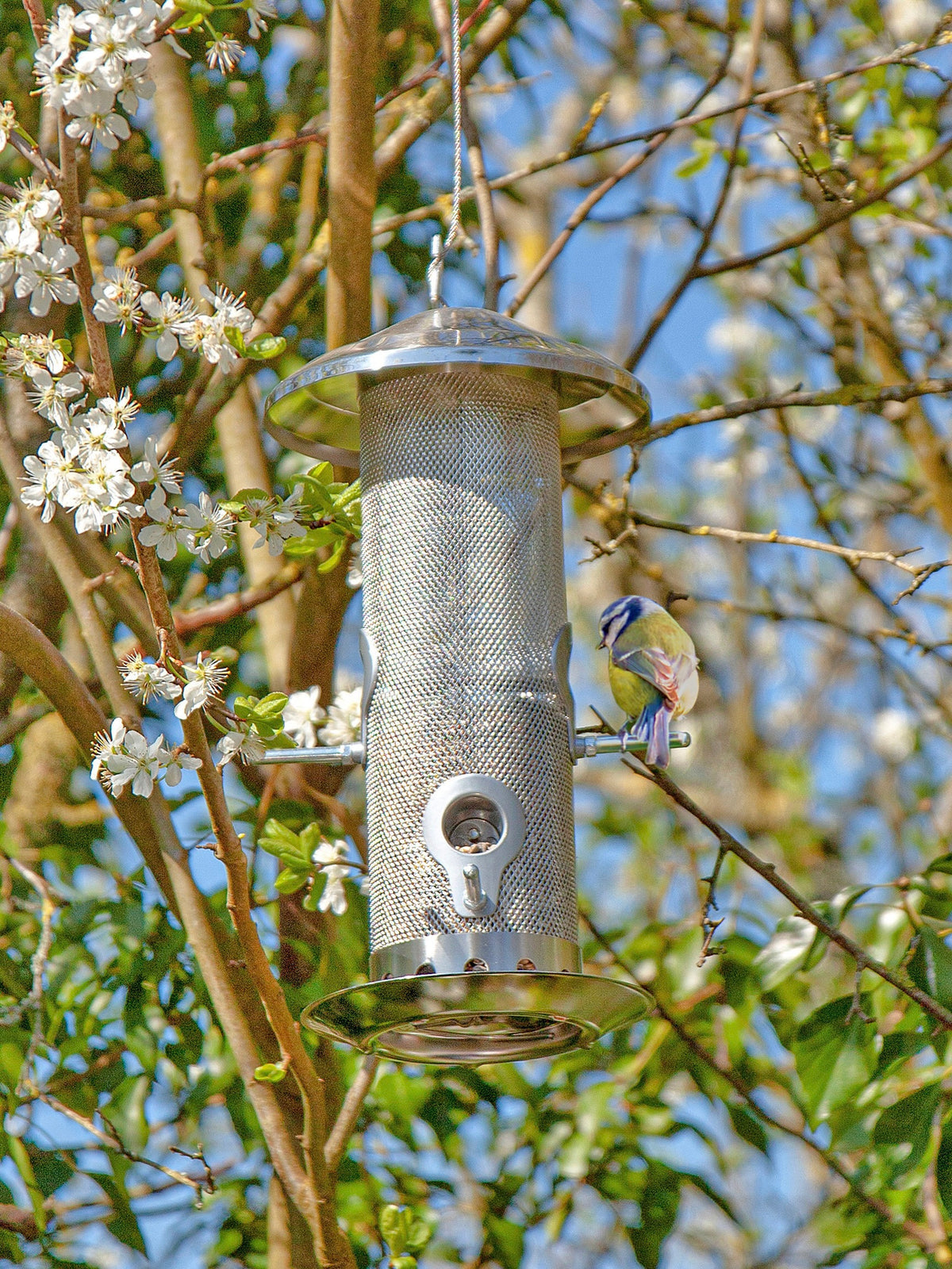 Plastic-Free, Stainless Steel Bird Feeder